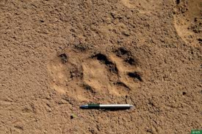 Forest Department conducts operation to find tiger footprints